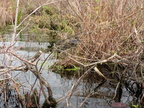 IMG 4582